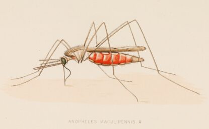 Color anatomical drawing of a mosquito