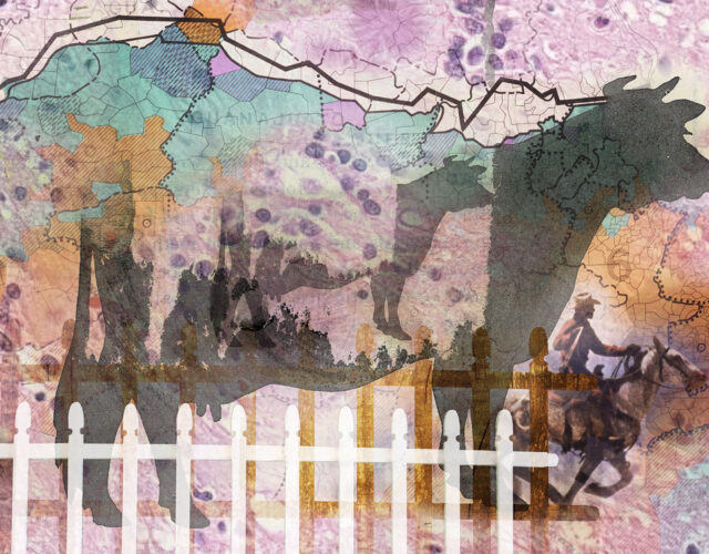 Collage illustration of a cow, a fence, and a map.
