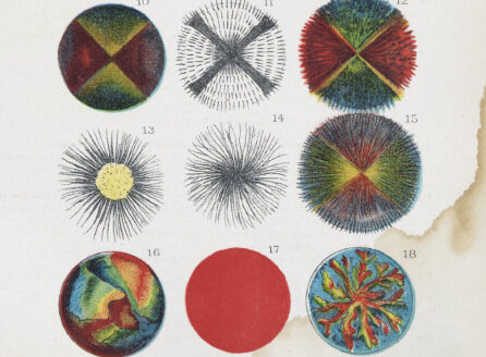 Twelve colorful illustrations from 1886 of various fats under a microscope.