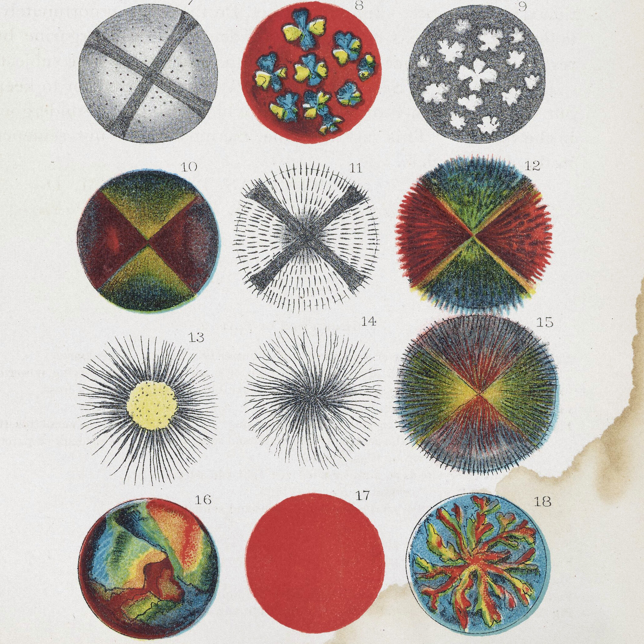 Twelve colorful illustrations from 1886 of various fats under a microscope.