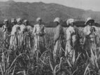 workers in a sugar cane field