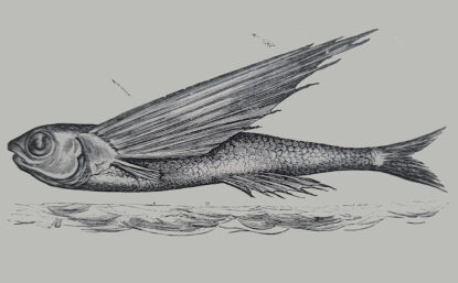 An illustration of a side view of a fish with wings
