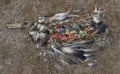 dead baby albatross with plastics in its stomach