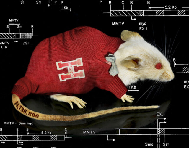 Lab mouse in red Harvard sweater/bowtie