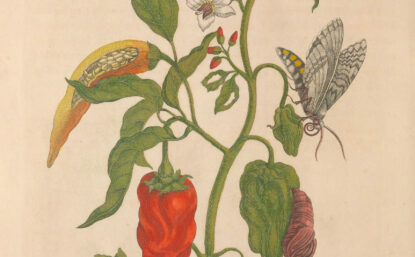 Old botanical illustration of moths and chili peppers growing on plant
