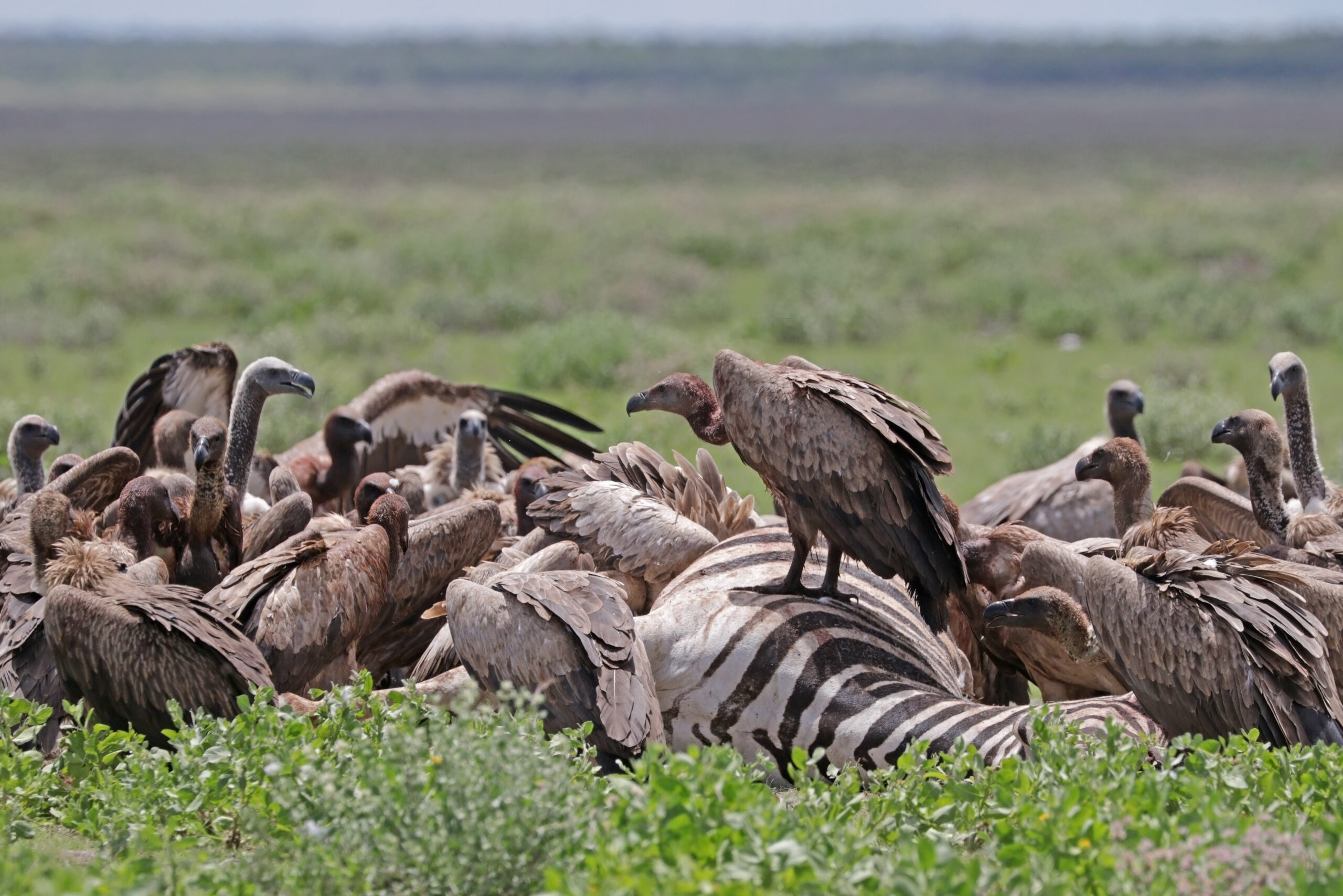 Vultures in crisis: poachers and poison threaten nature's garbage
