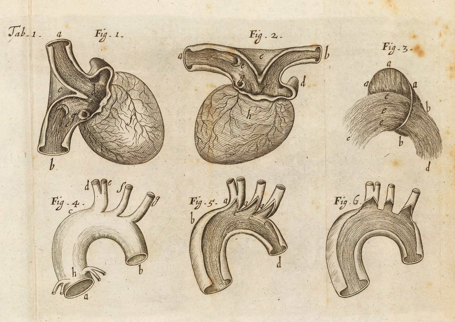 Illustrations of the human heart and blood vessels