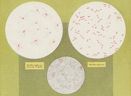 Illustrations of bacteria