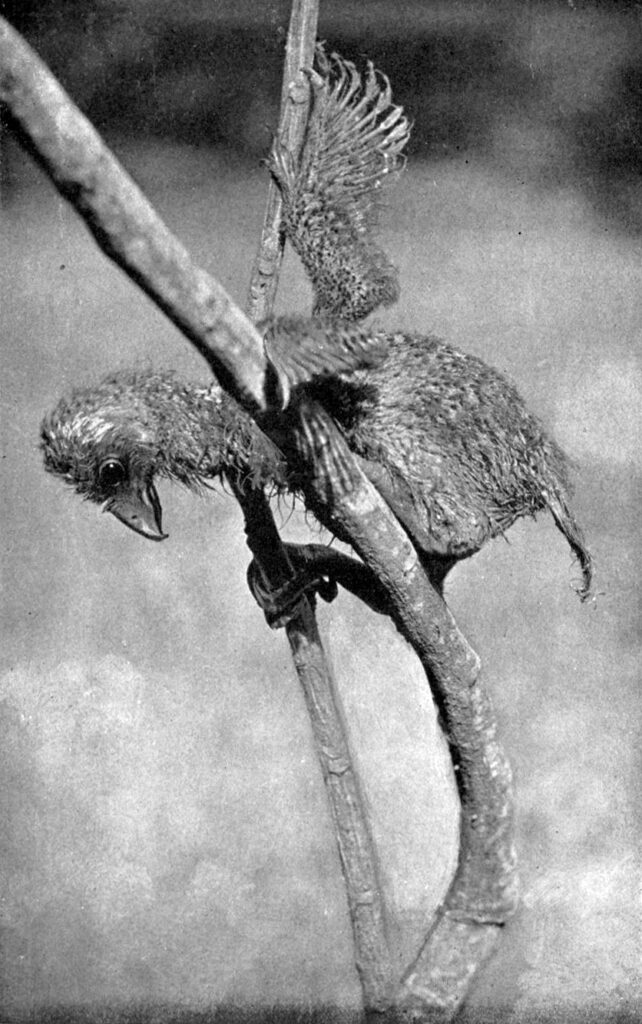 Photo of a young bird perched on a branch