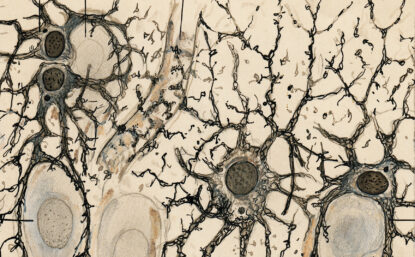 Hand drawn histology illustration of nerve cells