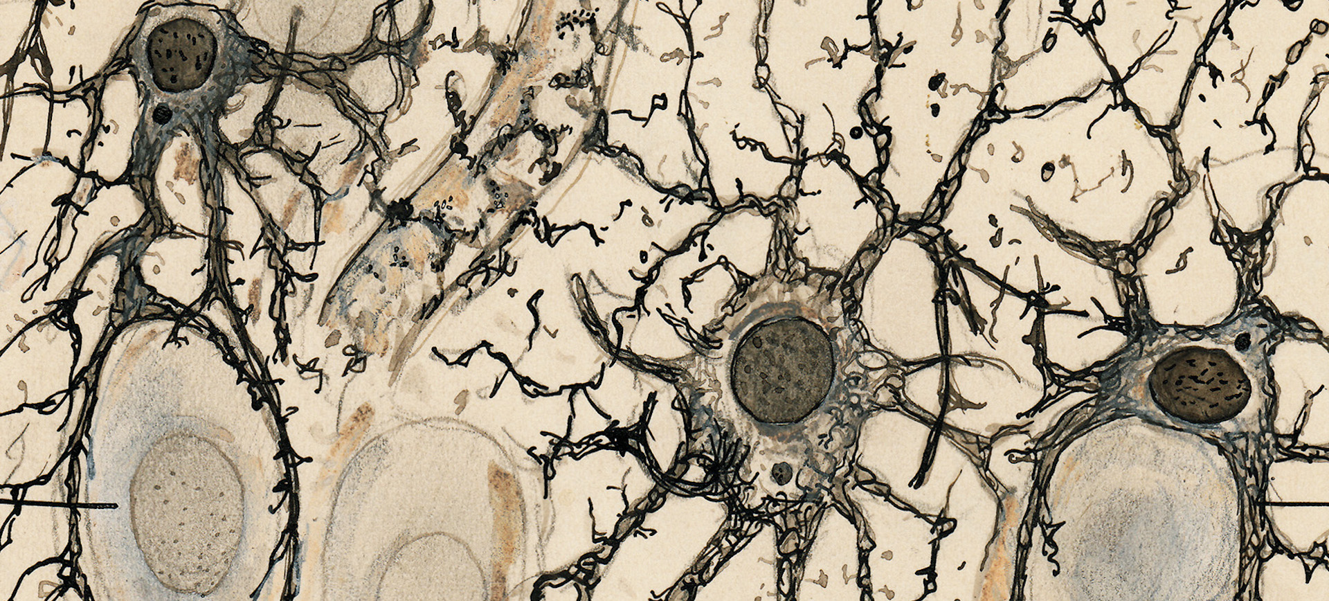 Hand drawn histology illustration of nerve cells