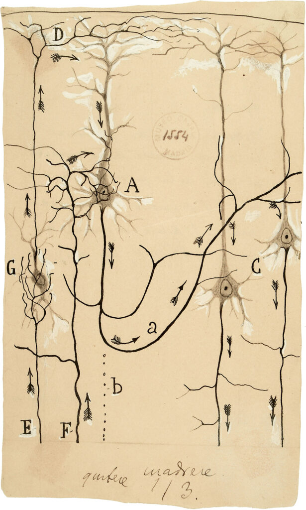 Annotated illustration of nerve cells