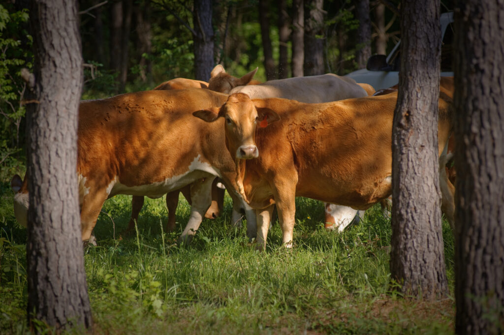 Brown cows grazing in a field of trees