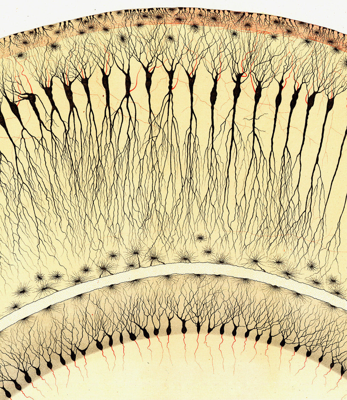 Detailed illustration of nerve cells