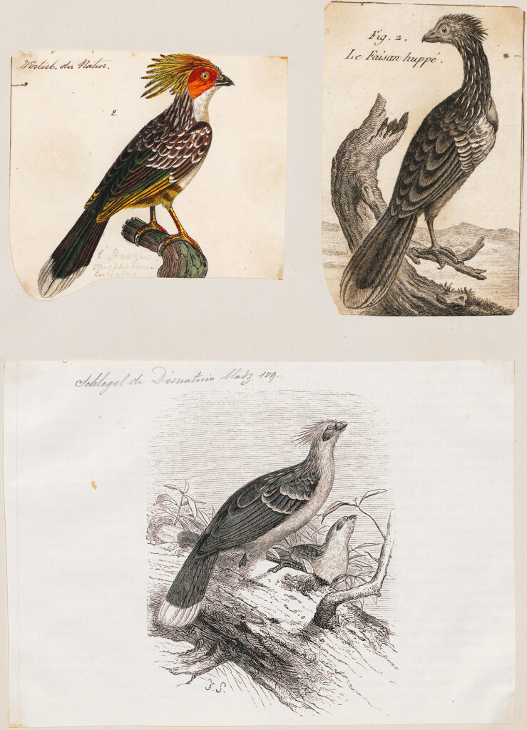 Three illustrations of birds collected on a sheet of paper