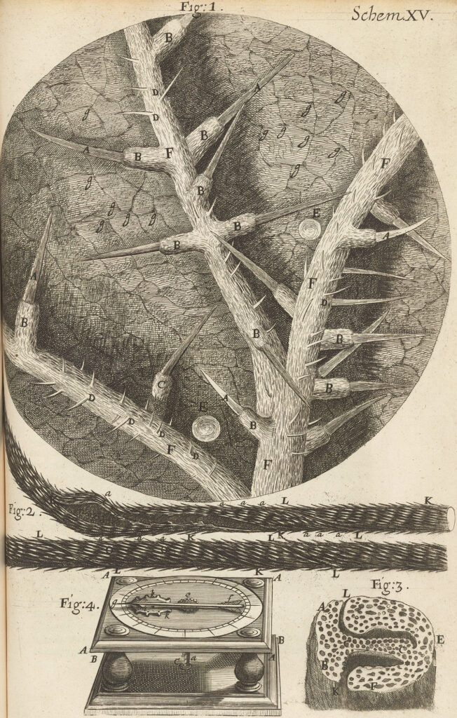 Illustration of microscopic view of thorny plants