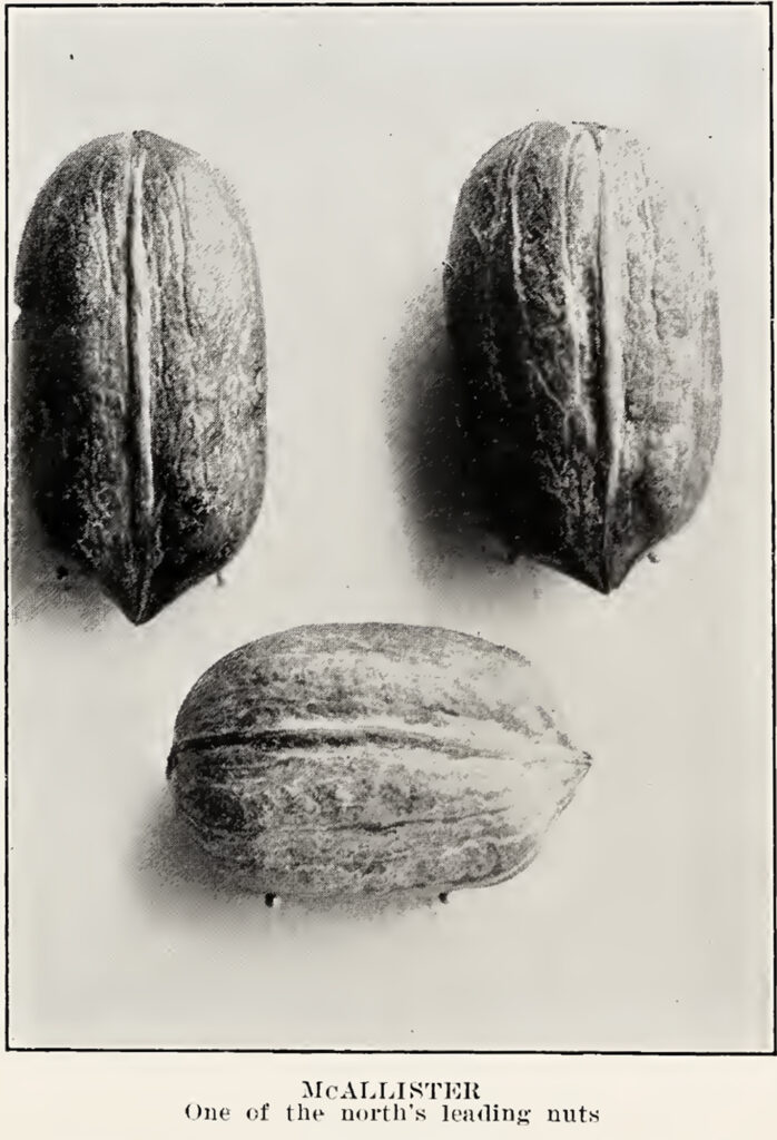black and white photo of three hican nuts