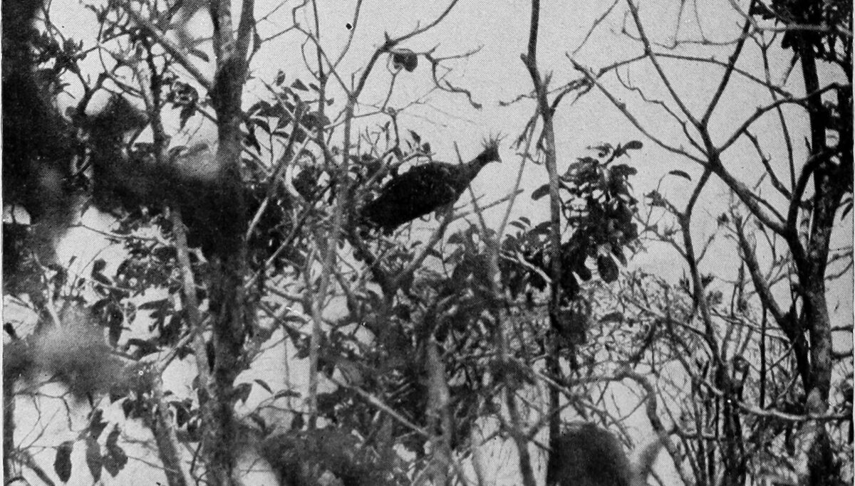 Black and white photo of a large bird in a tree