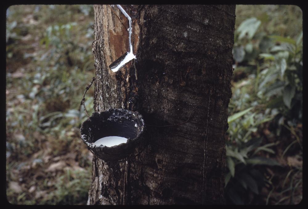 A small bucket half full of white liquid attached to a tree truck with wire
