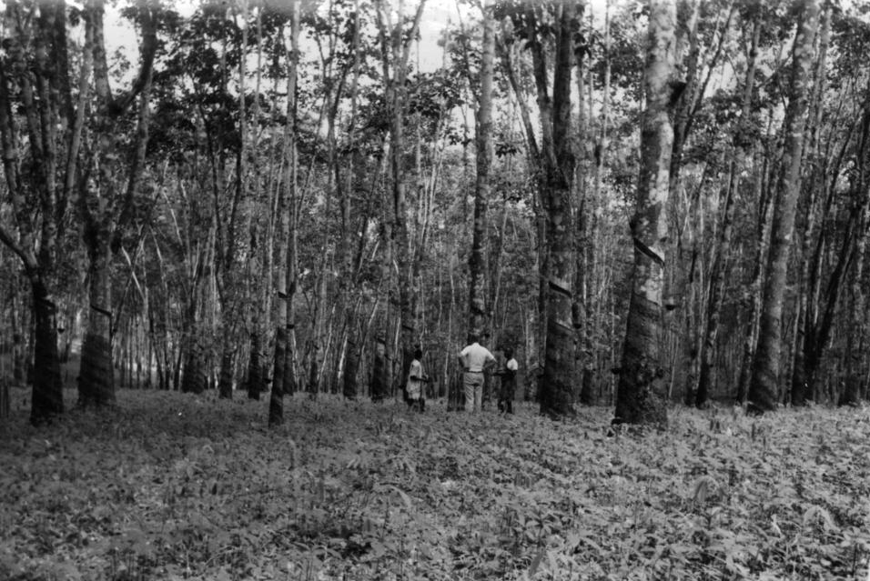 Three men standing in a rubber tree grove