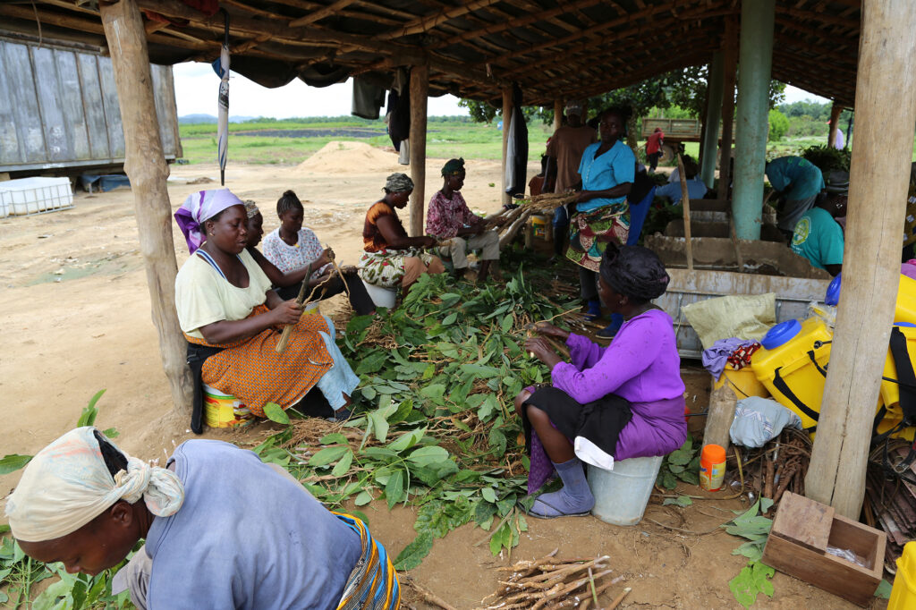 A group of 10 women sitting and working with plant material under an open roofed structure