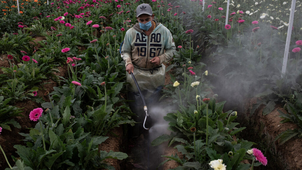 Color photo of worker in surgical mask spraying flowers in greenhouse