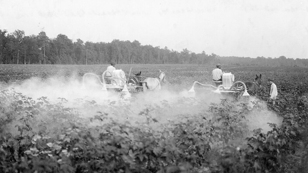 Black and white photo of two men drive mule teams through a field