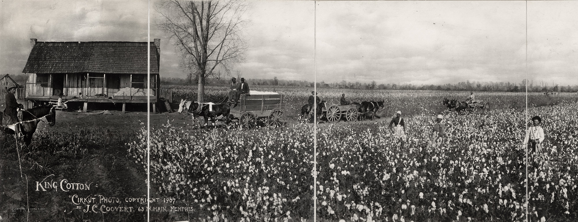 Black and white panorama photo of cotton farm with workers
