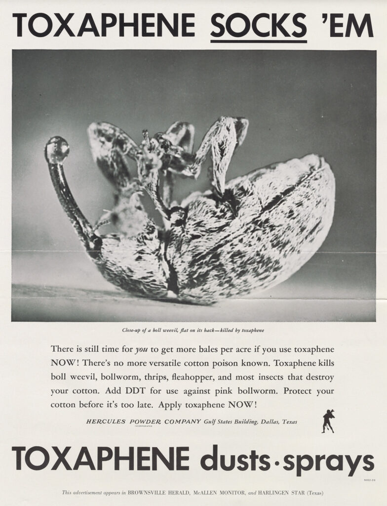 Black and white pesticide ad with a photo of a dead boll weevil