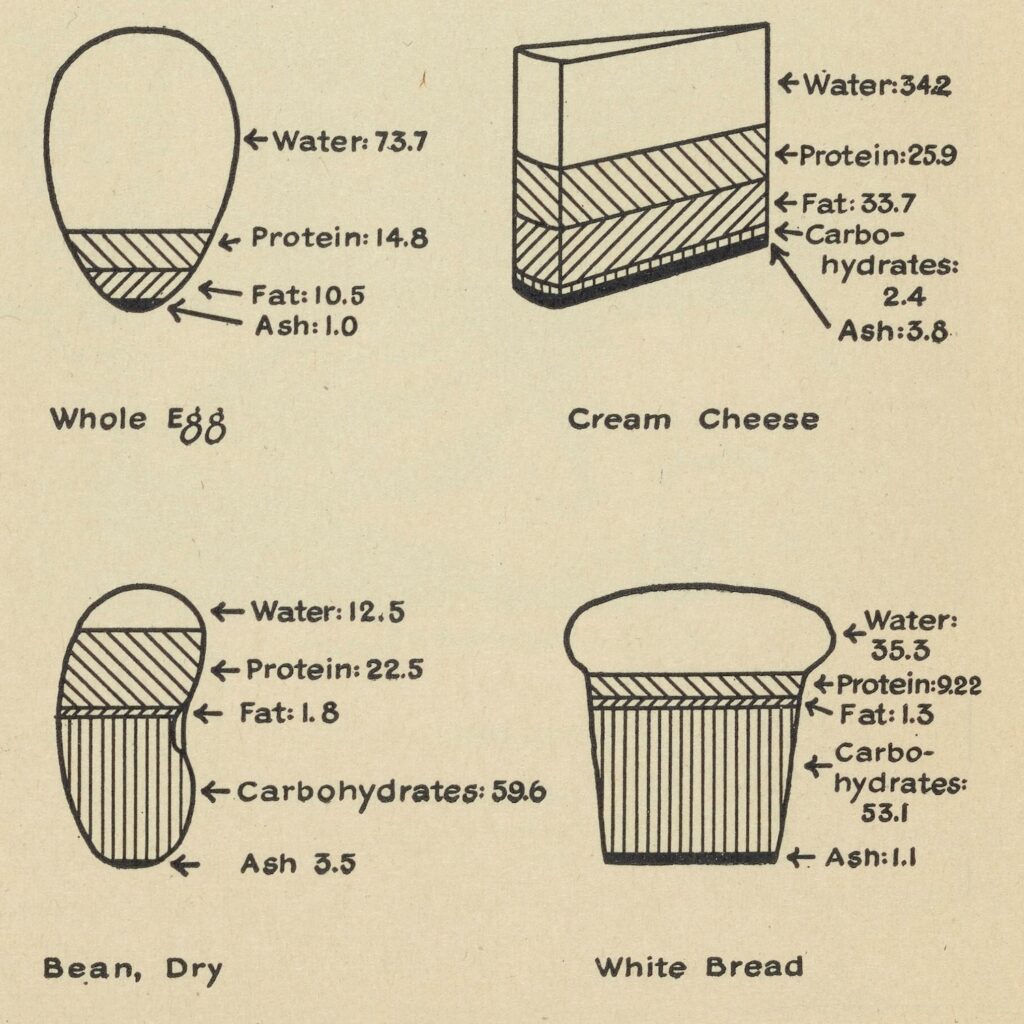 illustrations fo food