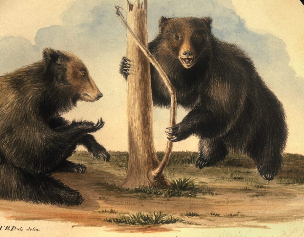Missouri bear, Ursus horribilis Ord. by Titian Ramsay Peale, 1822.