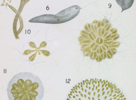 book illustration of protozoa