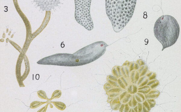 book illustration of protozoa