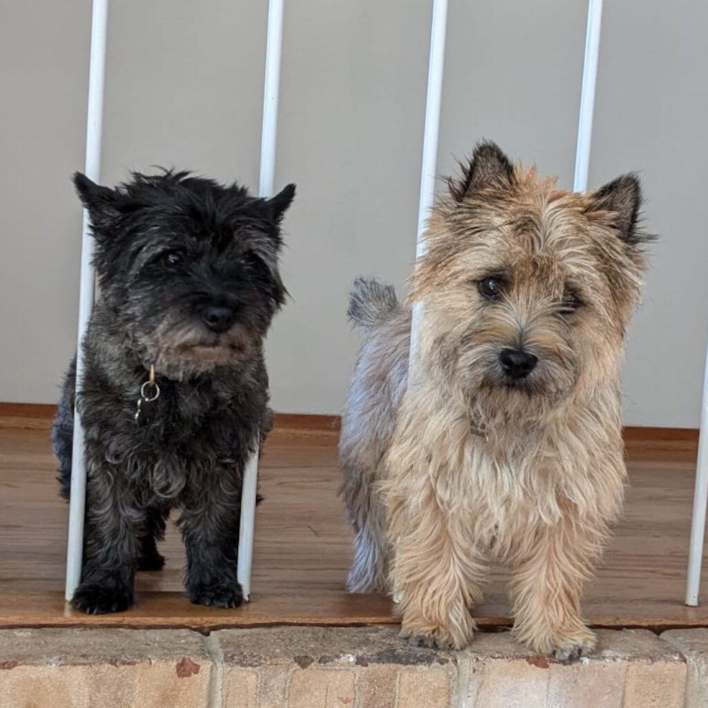 photo of 2 dogs