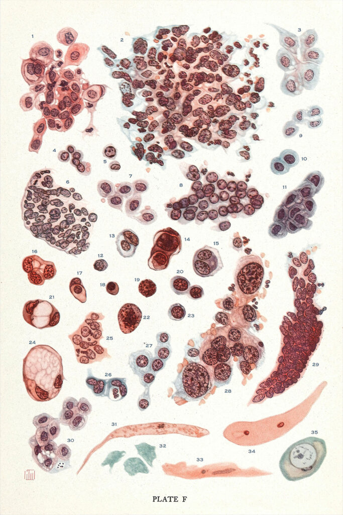 Color plate showing a collection of histology illustrations