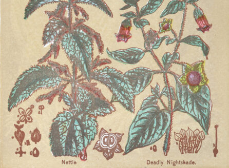 color illustration of medicinal plants