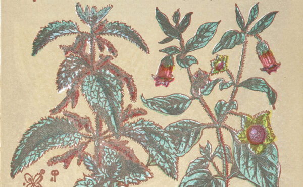 color illustration of medicinal plants