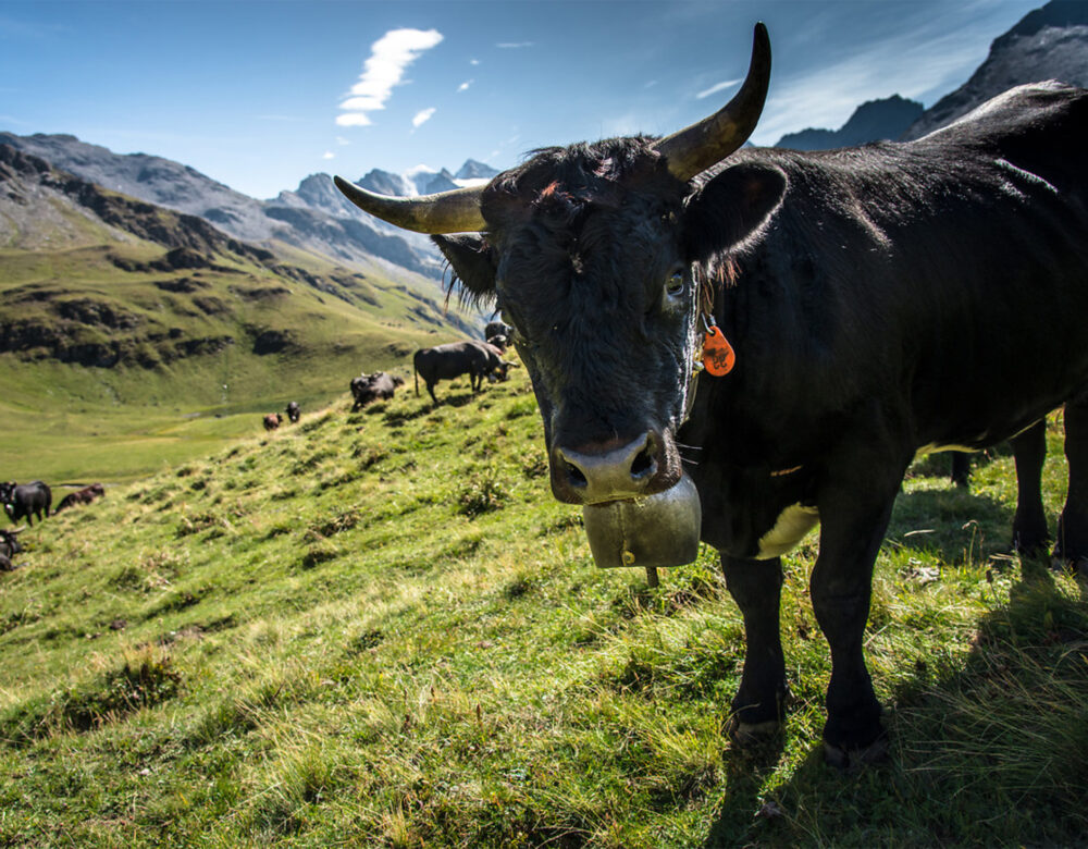 Color photo of a cow standing in a sunny Alpine pasture