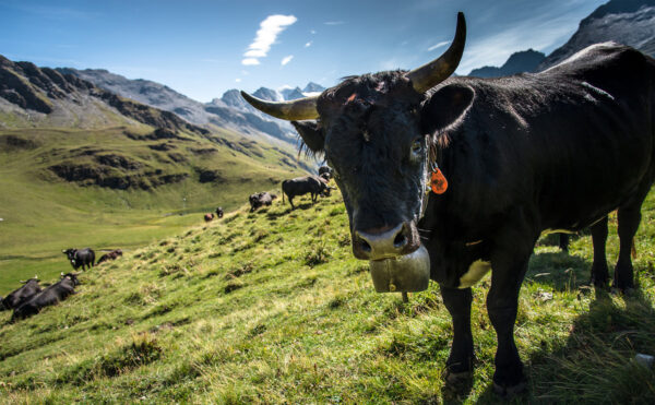 Color photo of a cow standing in a sunny Alpine pasture