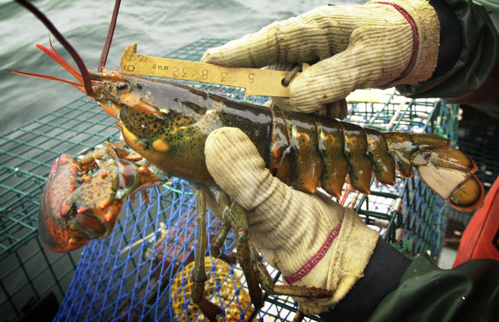 Color closeup photo of a lobster in a gloved hand with a metal measuring device