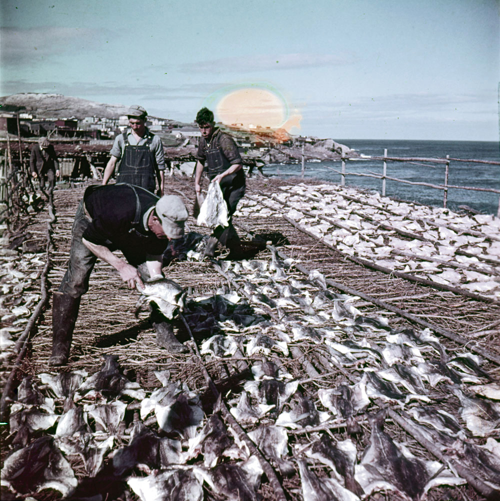 Colorized photo of men working on a dock with dried filleted fish