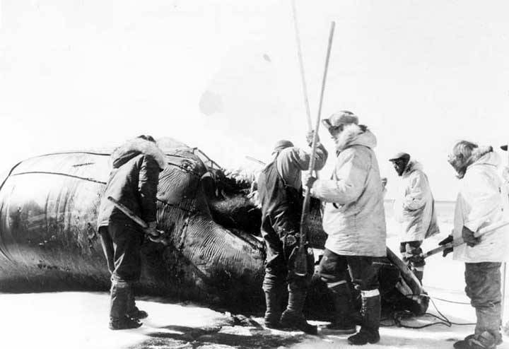 Grainy black and white photo of men with long tools around a dead whale on a sheet of ice