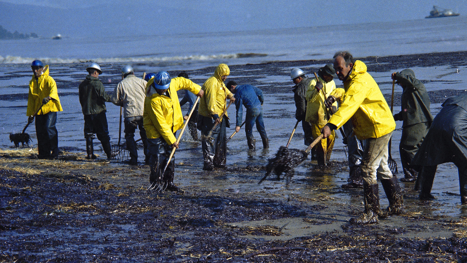 Color photo of a group of men in raincoats and rubber boot shoveling oil-soaked hay on a beach