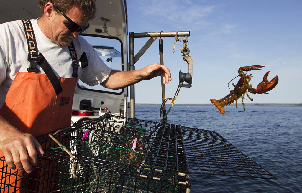 Color photo of a man in sunglasses and orange waders pitching a lobster overboard