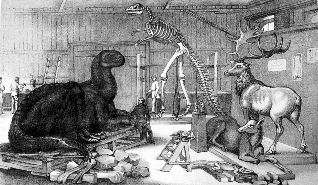 Black and white illustration showing a workshop with men working and sculptures of large prehistoric creatures and arranged bones