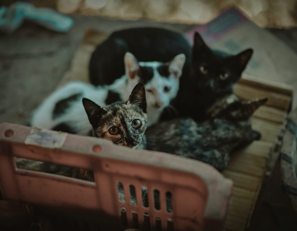 Four abandoned cats