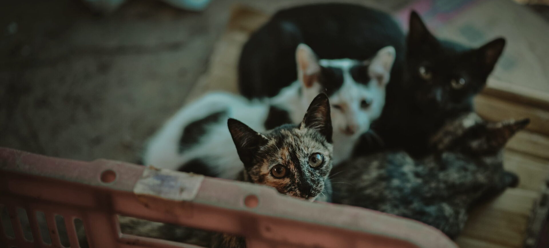 Four abandoned cats