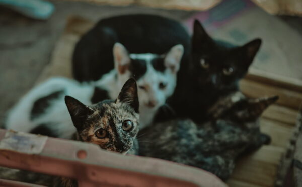 Four abandoned cats