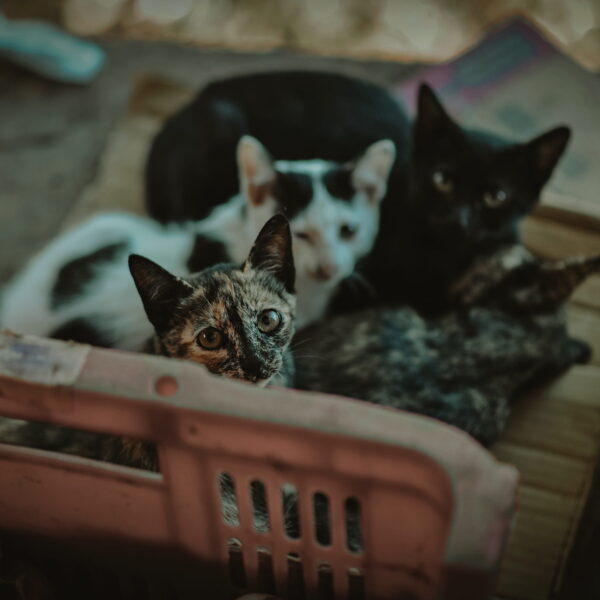 Four abandoned cats