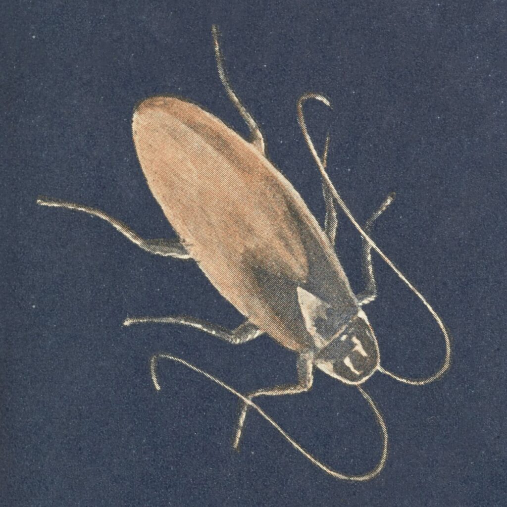 colorful illustration of a cockroach